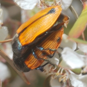 Castiarina subpura at Block 402 - 13 Nov 2023