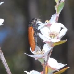 Castiarina subpura at Block 402 - 13 Nov 2023