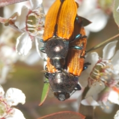 Castiarina subpura at Bluetts Block (402, 403, 12, 11) - 13 Nov 2023 03:46 PM