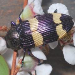 Castiarina vicina (Vicina jewel beetle) at Stromlo, ACT - 13 Nov 2023 by Harrisi