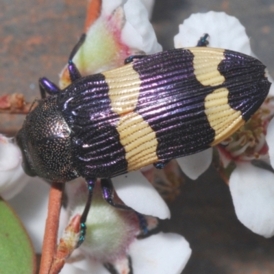 Castiarina vicina (Vicina jewel beetle) at Bluetts Block Area - 13 Nov 2023 by Harrisi