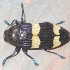 Castiarina vicina at Bluetts Block (402, 403, 12, 11) - 14 Nov 2023