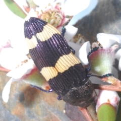 Castiarina vicina at Bluetts Block (402, 403, 12, 11) - 14 Nov 2023