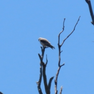 Elanus axillaris at Gigerline Nature Reserve - 13 Nov 2023