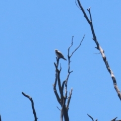 Elanus axillaris at Gigerline Nature Reserve - 13 Nov 2023