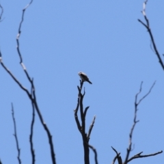 Elanus axillaris at Gigerline Nature Reserve - 13 Nov 2023