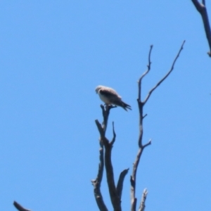 Elanus axillaris at Gigerline Nature Reserve - 13 Nov 2023