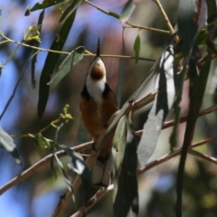 Acanthorhynchus tenuirostris (Eastern Spinebill) at Booth, ACT - 13 Nov 2023 by RodDeb