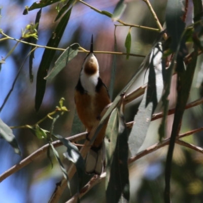 Acanthorhynchus tenuirostris (Eastern Spinebill) at Booth, ACT - 13 Nov 2023 by RodDeb