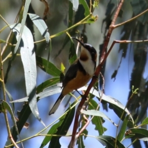 Acanthorhynchus tenuirostris at Gigerline Nature Reserve - 13 Nov 2023 12:14 PM