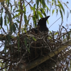 Strepera graculina (Pied Currawong) at Booth, ACT - 13 Nov 2023 by RodDeb