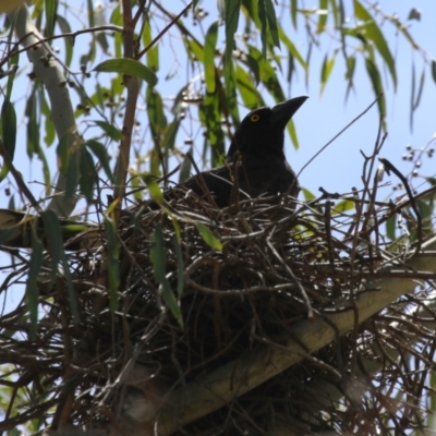 Strepera graculina (Pied Currawong) at Gigerline Nature Reserve - 13 Nov 2023 by RodDeb