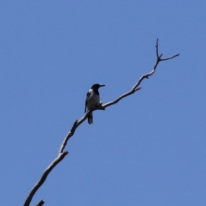 Cracticus nigrogularis at Gigerline Nature Reserve - 13 Nov 2023 12:57 PM