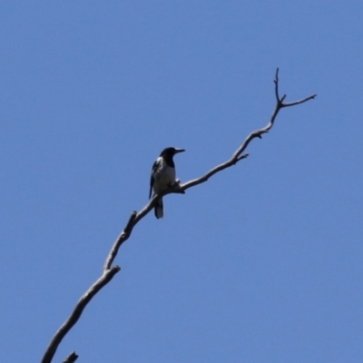 Cracticus nigrogularis (Pied Butcherbird) at Gigerline Nature Reserve - 13 Nov 2023 by RodDeb
