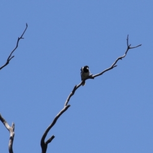 Cracticus nigrogularis at Gigerline Nature Reserve - 13 Nov 2023