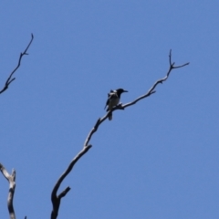 Cracticus nigrogularis at Gigerline Nature Reserve - 13 Nov 2023