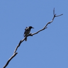 Cracticus nigrogularis at Gigerline Nature Reserve - 13 Nov 2023 12:57 PM