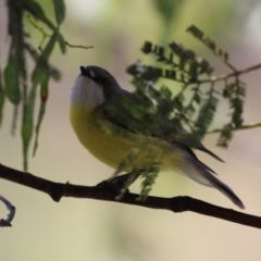 Gerygone olivacea (White-throated Gerygone) at Gigerline Nature Reserve - 13 Nov 2023 by RodDeb