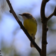 Gerygone olivacea at Gigerline Nature Reserve - suppressed