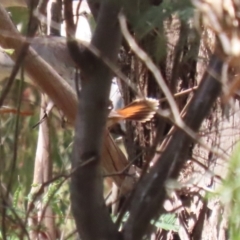 Rhipidura rufifrons (Rufous Fantail) at Booth, ACT - 13 Nov 2023 by RodDeb