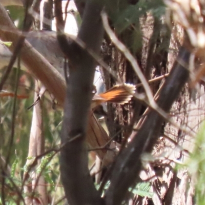 Rhipidura rufifrons (Rufous Fantail) at Gigerline Nature Reserve - 13 Nov 2023 by RodDeb