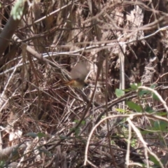 Rhipidura rufifrons at Gigerline Nature Reserve - 13 Nov 2023