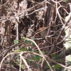 Rhipidura rufifrons at Gigerline Nature Reserve - 13 Nov 2023