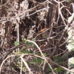 Rhipidura rufifrons at Gigerline Nature Reserve - 13 Nov 2023 12:33 PM