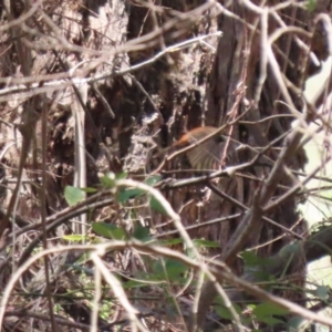 Rhipidura rufifrons at Gigerline Nature Reserve - 13 Nov 2023 12:33 PM