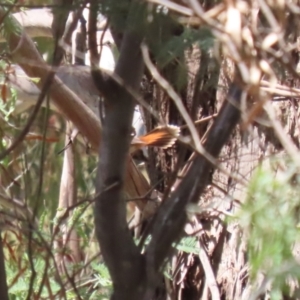 Rhipidura rufifrons at Gigerline Nature Reserve - 13 Nov 2023 12:33 PM