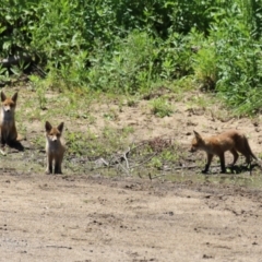 Vulpes vulpes (Red Fox) at Tuggeranong, ACT - 13 Nov 2023 by RodDeb
