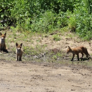 Vulpes vulpes at Gigerline Nature Reserve - 13 Nov 2023 01:41 PM