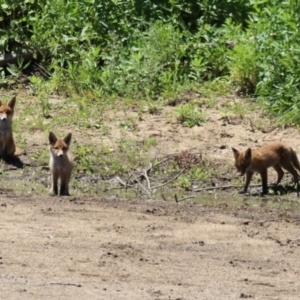 Vulpes vulpes at Gigerline Nature Reserve - 13 Nov 2023