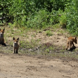 Vulpes vulpes at Gigerline Nature Reserve - 13 Nov 2023