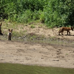 Vulpes vulpes at Gigerline Nature Reserve - 13 Nov 2023 01:41 PM