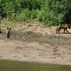 Vulpes vulpes at Gigerline Nature Reserve - 13 Nov 2023