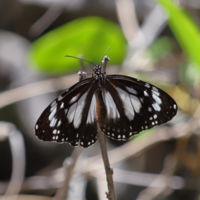 Danaus affinis at Cleveland, QLD - 13 Nov 2023 by TimL