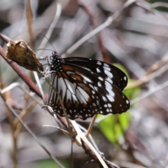 Danaus affinis at Cleveland, QLD - 13 Nov 2023 12:01 PM