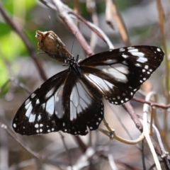 Danaus affinis at Cleveland, QLD - 13 Nov 2023 12:01 PM
