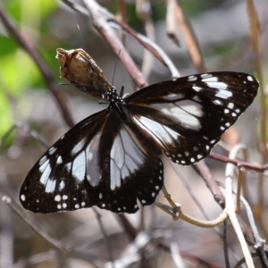 Danaus affinis at Cleveland, QLD - 13 Nov 2023 12:01 PM