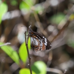 Danaus affinis at Cleveland, QLD - 13 Nov 2023 12:01 PM