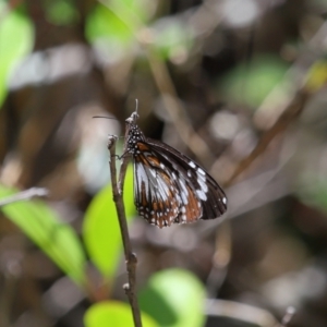 Danaus affinis at Cleveland, QLD - 13 Nov 2023 12:01 PM