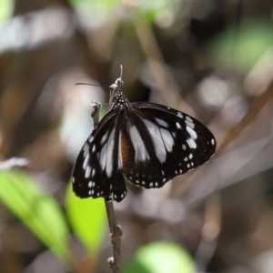 Danaus affinis at Cleveland, QLD - 13 Nov 2023 12:01 PM