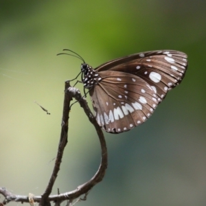 Euploea corinna at Cleveland, QLD - 13 Nov 2023