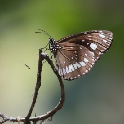 Euploea corinna (Common Crow Butterfly, Oleander Butterfly) at Cleveland, QLD - 13 Nov 2023 by TimL
