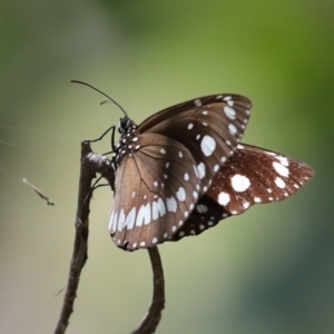 Euploea corinna at Cleveland, QLD - 13 Nov 2023