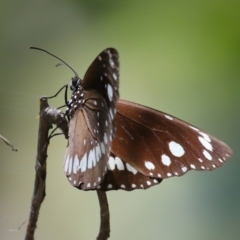 Euploea corinna at Cleveland, QLD - 13 Nov 2023