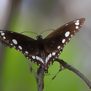 Euploea corinna at Cleveland, QLD - 13 Nov 2023