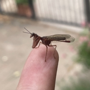 Mantispidae (family) at Torrens, ACT - 14 Nov 2023 06:50 AM