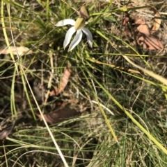 Caladenia moschata (Musky Caps) at Rendezvous Creek, ACT - 10 Nov 2023 by EmmBee